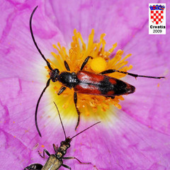 Stenurella bifasciata