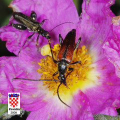 Stenurella bifasciata