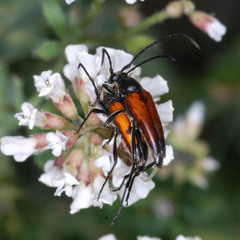 Stenurella bifasciata
