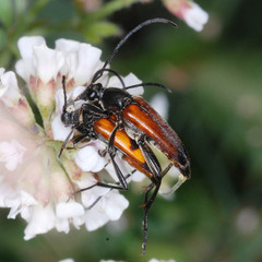 Stenurella bifasciata