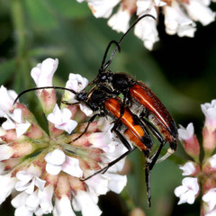 Stenurella bifasciata