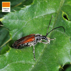 Stenurella melanura