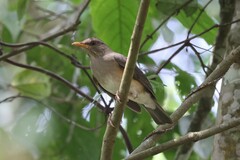 Turdus pelios centralis