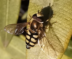 Eupeodes corollae