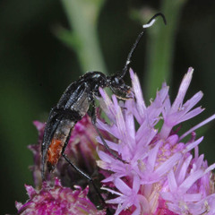 Stenurella nigra