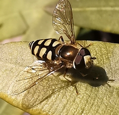 Eupeodes corollae