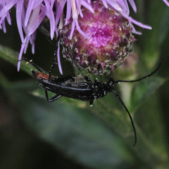 Stenurella nigra