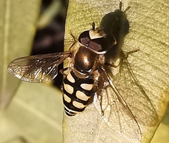 Eupeodes corollae