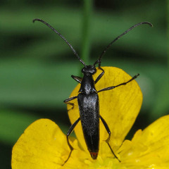 Stenurella nigra