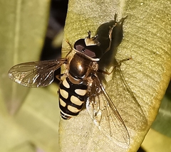 Eupeodes corollae