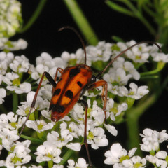 Stenurella septempunctata