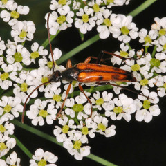 Stenurella septempunctata