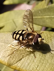 Eupeodes corollae