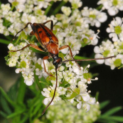Stenurella septempunctata