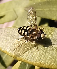 Eupeodes corollae