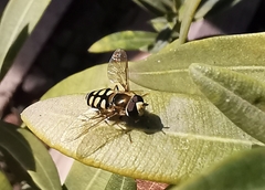 Eupeodes corollae