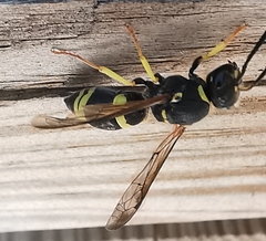 Ancistrocerus biphaleratus