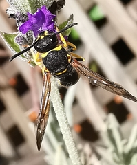 Ancistrocerus biphaleratus