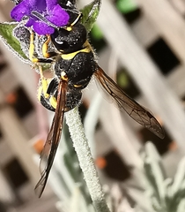 Ancistrocerus biphaleratus