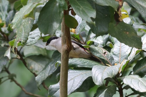 Black-crowned Waxbill (Estrilda nonnula), photo 4