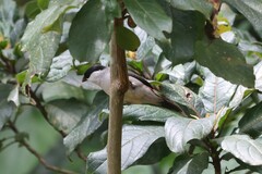 Estrilda nonnula nonnula