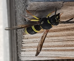 Ancistrocerus biphaleratus