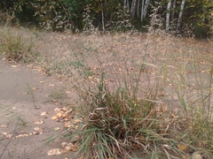 Agrostis gigantea