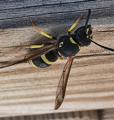 Ancistrocerus biphaleratus