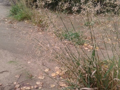 Agrostis gigantea