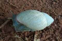 Megalobulimus
