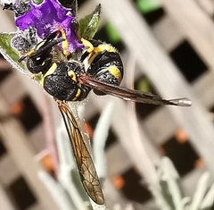 Ancistrocerus biphaleratus