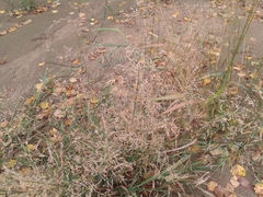 Agrostis gigantea