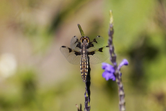 Palpopleura