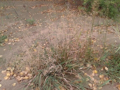 Agrostis gigantea