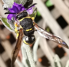 Ancistrocerus biphaleratus