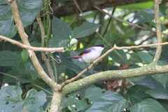 Estrilda nonnula nonnula