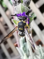 Ancistrocerus biphaleratus
