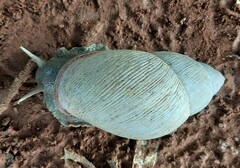 Megalobulimus