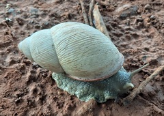 Megalobulimus