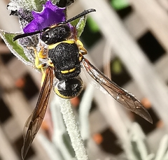 Ancistrocerus biphaleratus