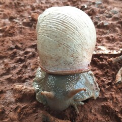 Megalobulimus