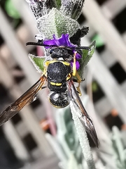 Ancistrocerus biphaleratus