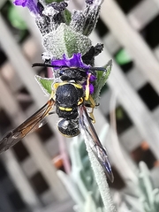 Ancistrocerus biphaleratus