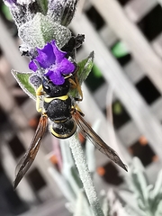 Ancistrocerus biphaleratus