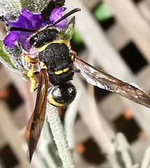 Ancistrocerus biphaleratus