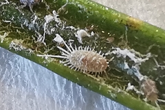 Coccoidea