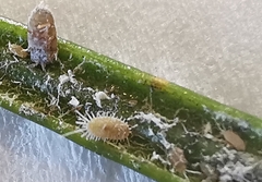 Coccoidea