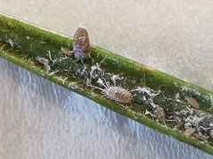 Coccoidea