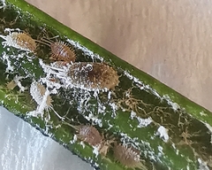 Coccoidea