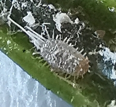 Coccoidea